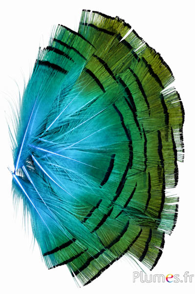 Fagiano dorato - 4-6 cm - arancione dorato-turchese